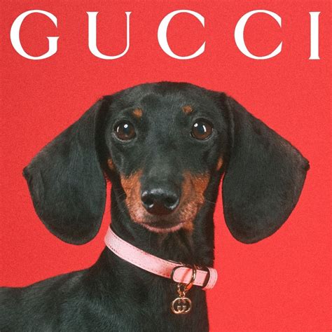 gucci dog collection.